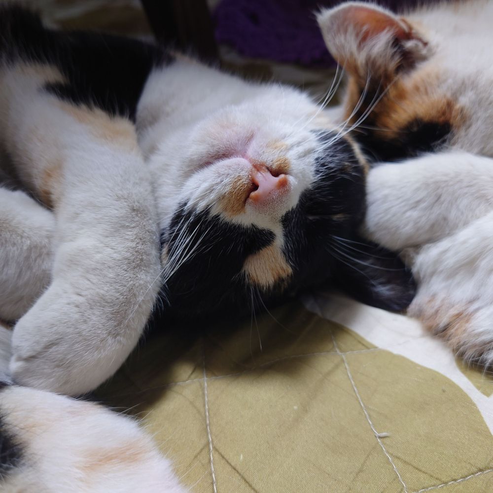 猫やん。