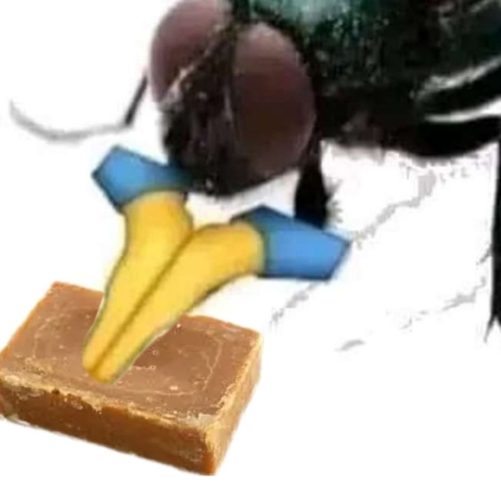 Moscando Rapadura