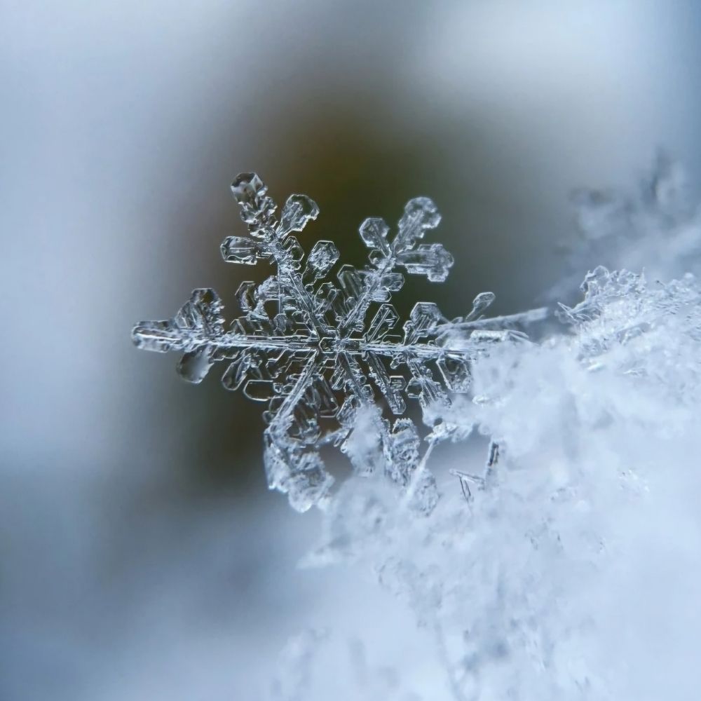 Liberal Snowflake