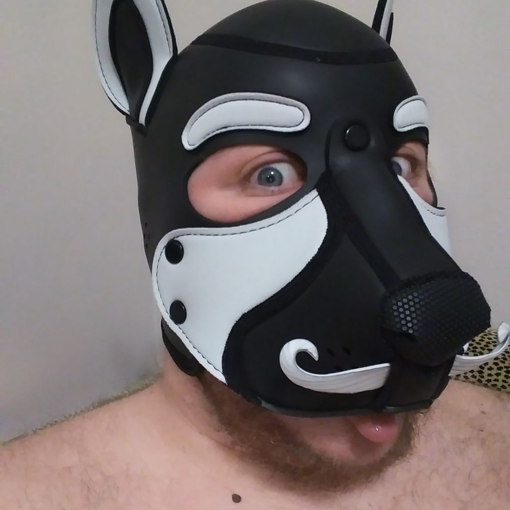 Pup Sirius