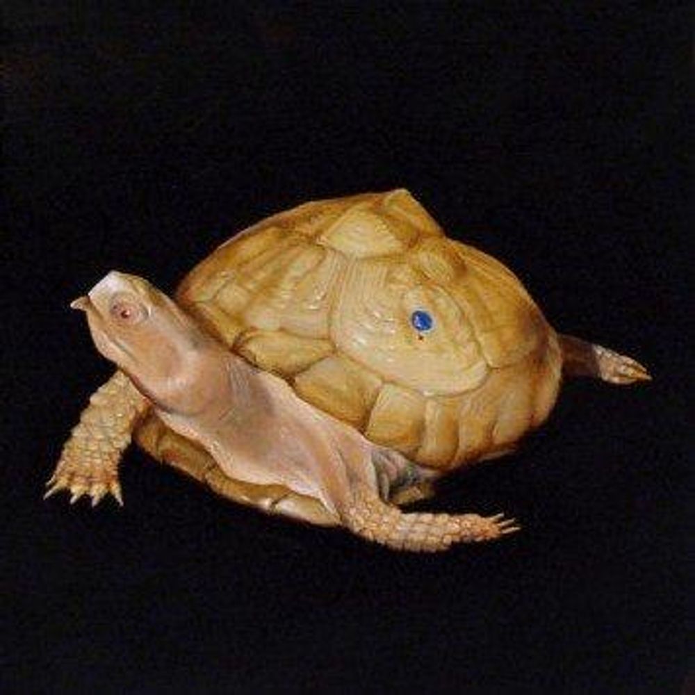 David Westberg