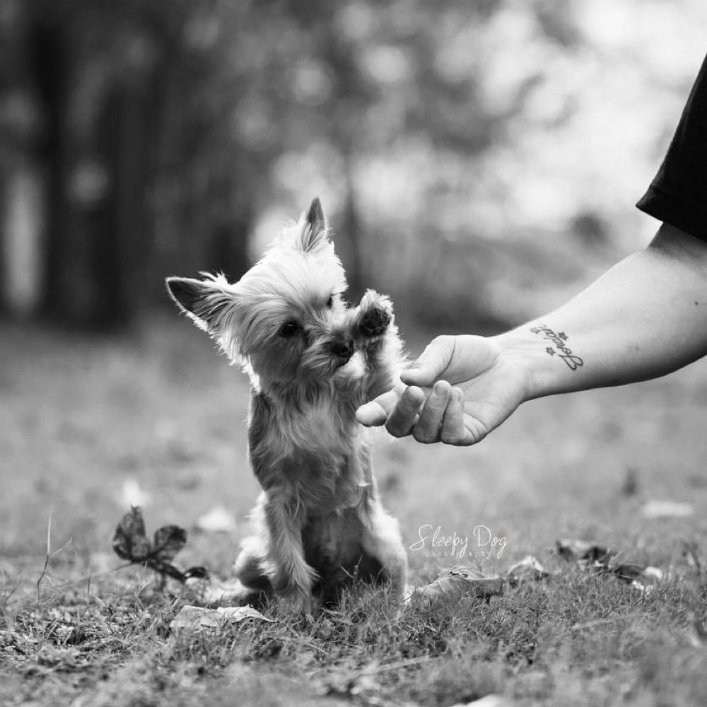 YorkieMom