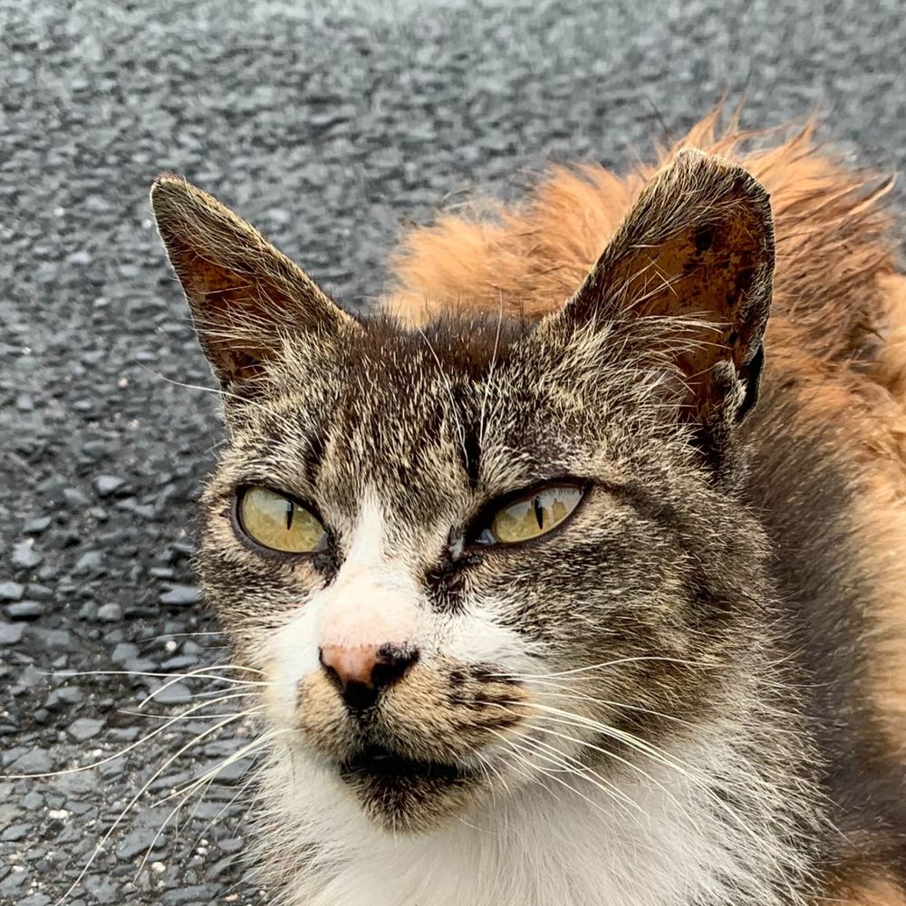 しまねこ