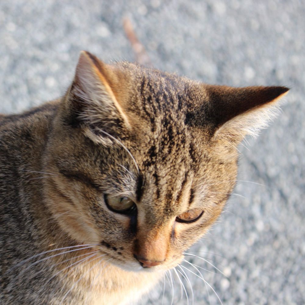 chiho