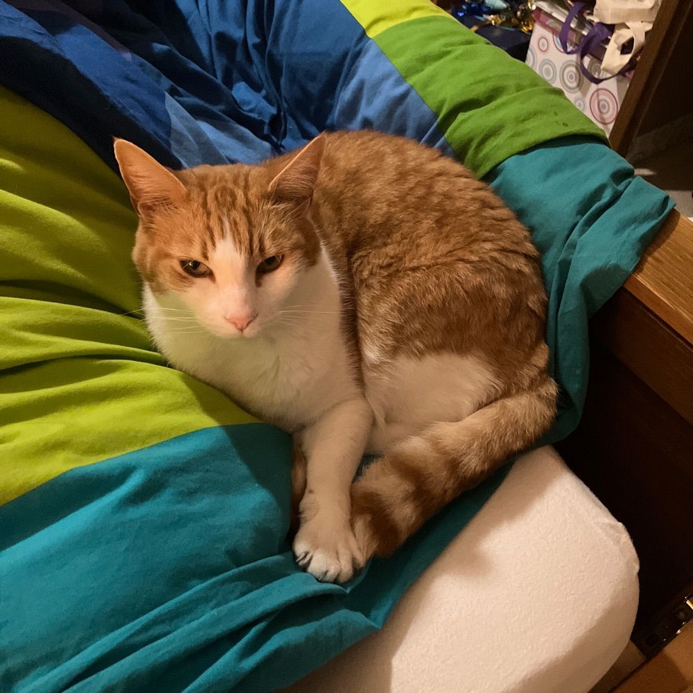 Toby