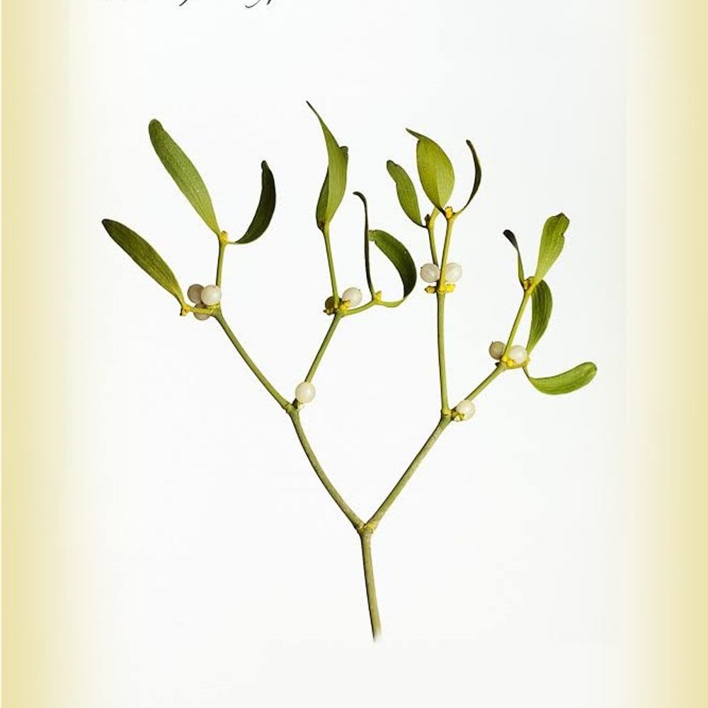 Fresh Mistletoe