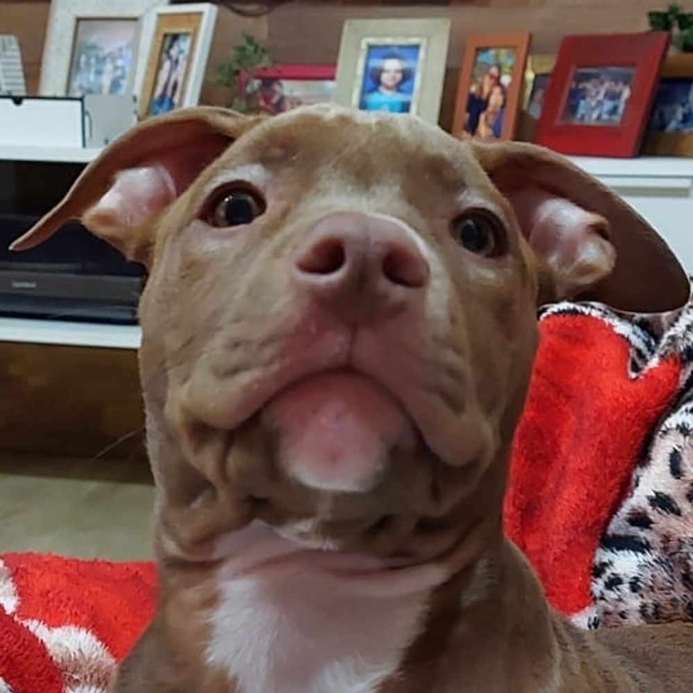 biga