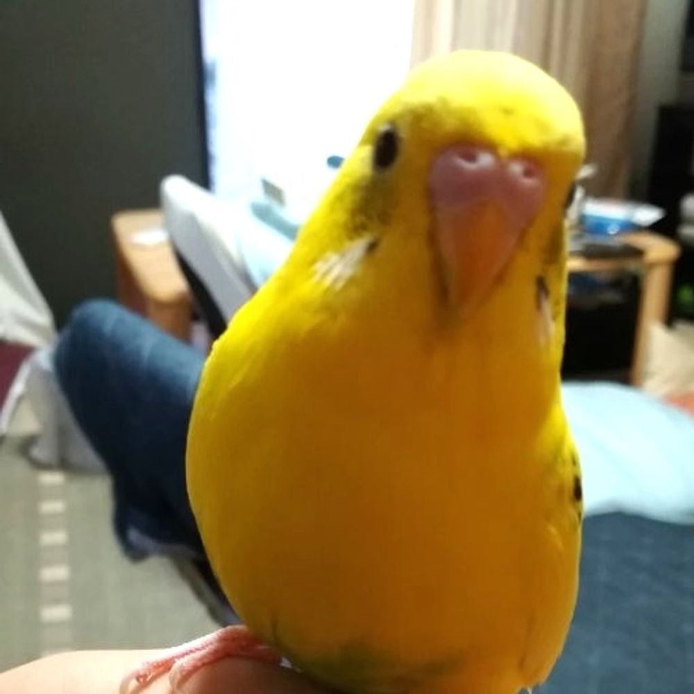 あゆくま