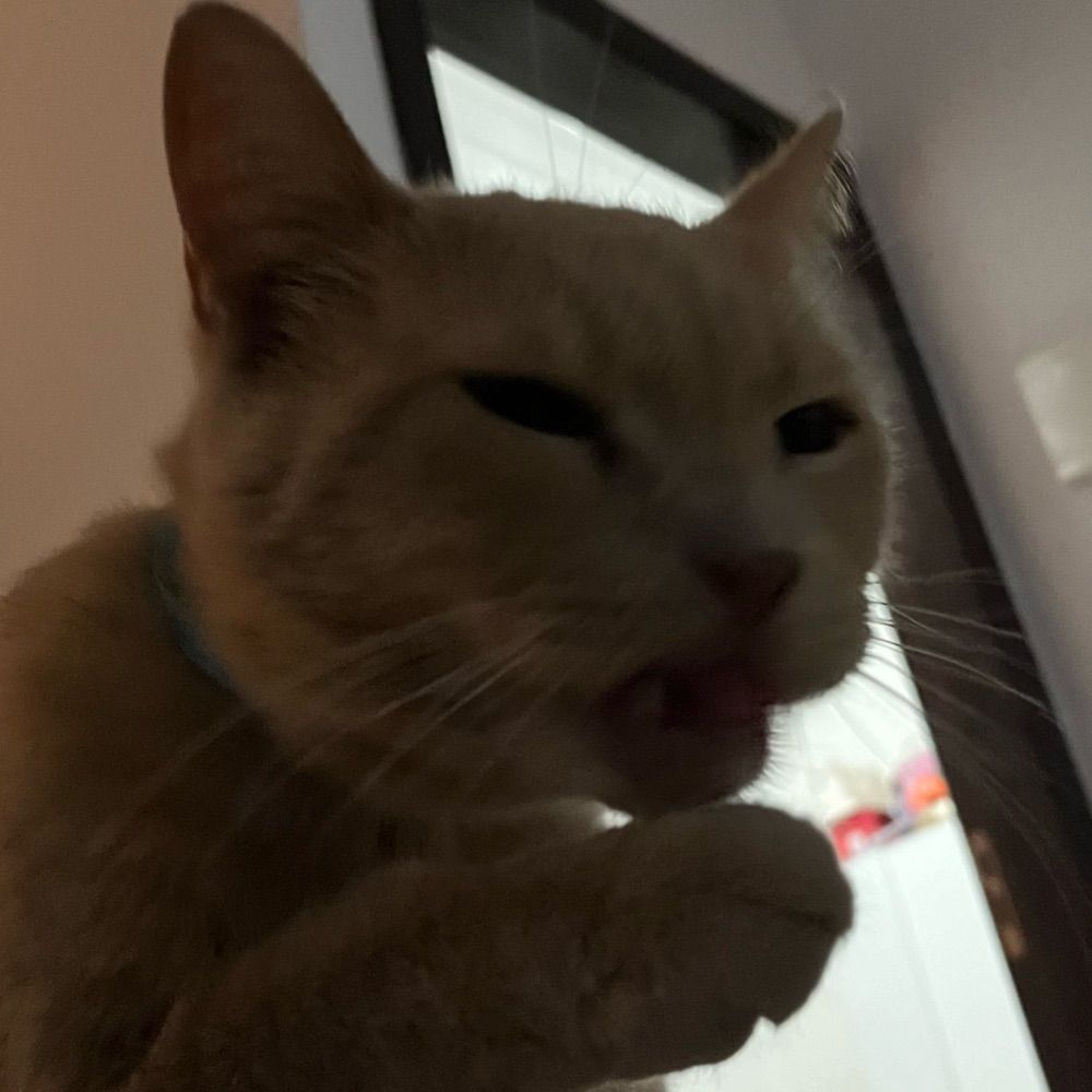 Mimi
