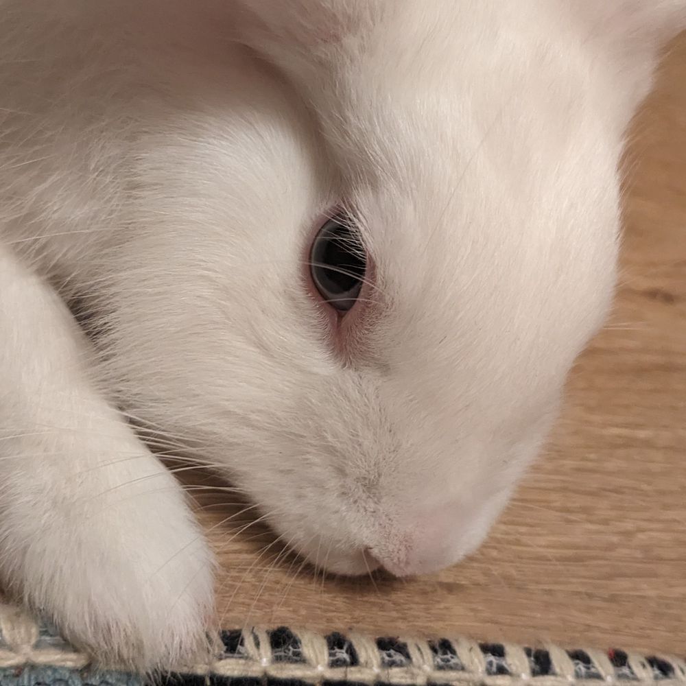 Onion Bun