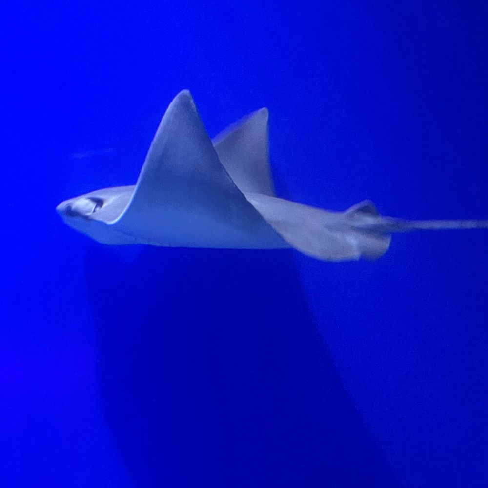 夏樹