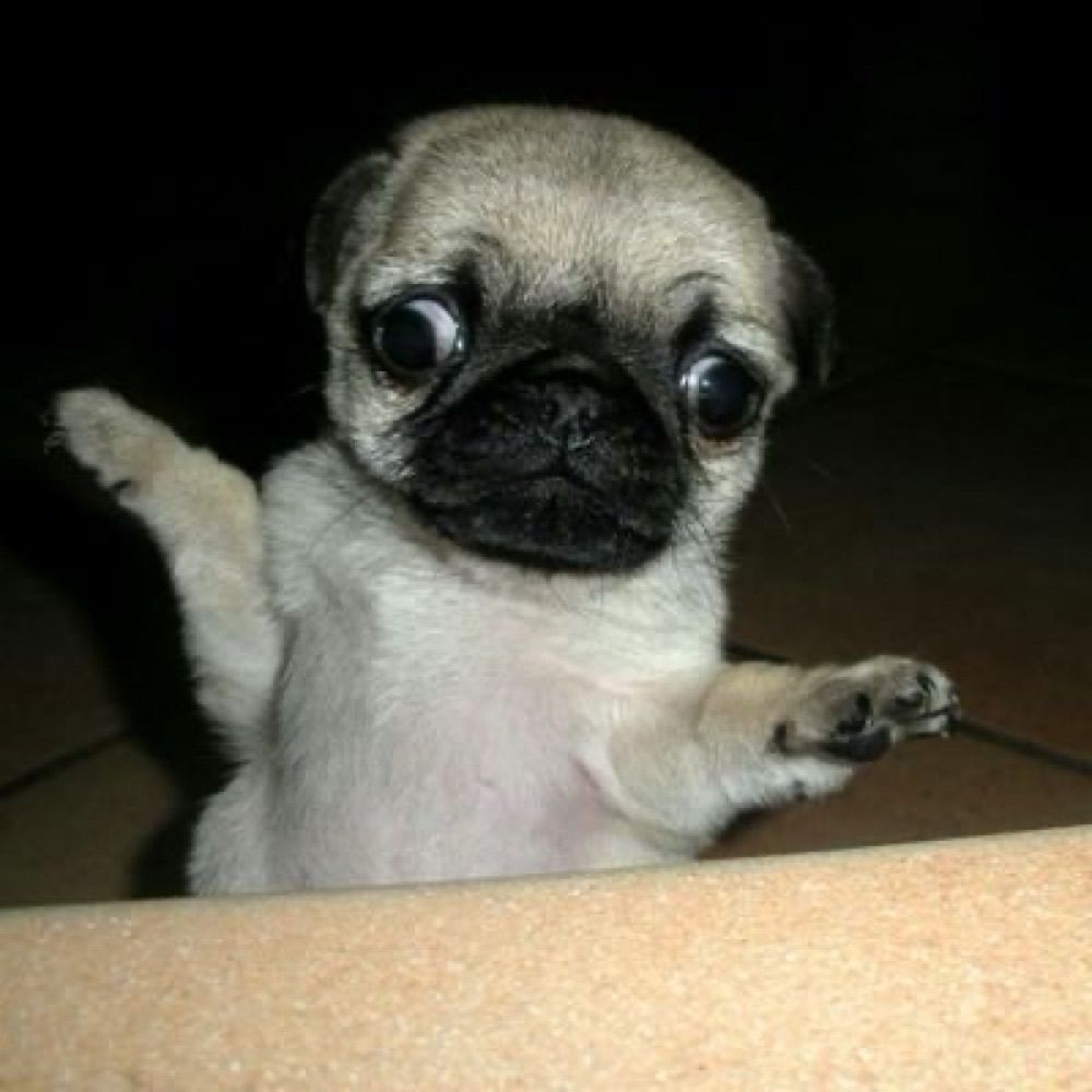Pug