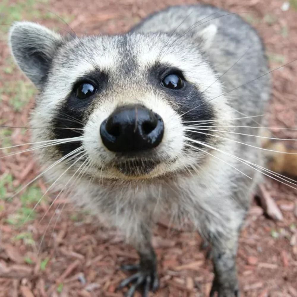 Just a Racoon 's avatar