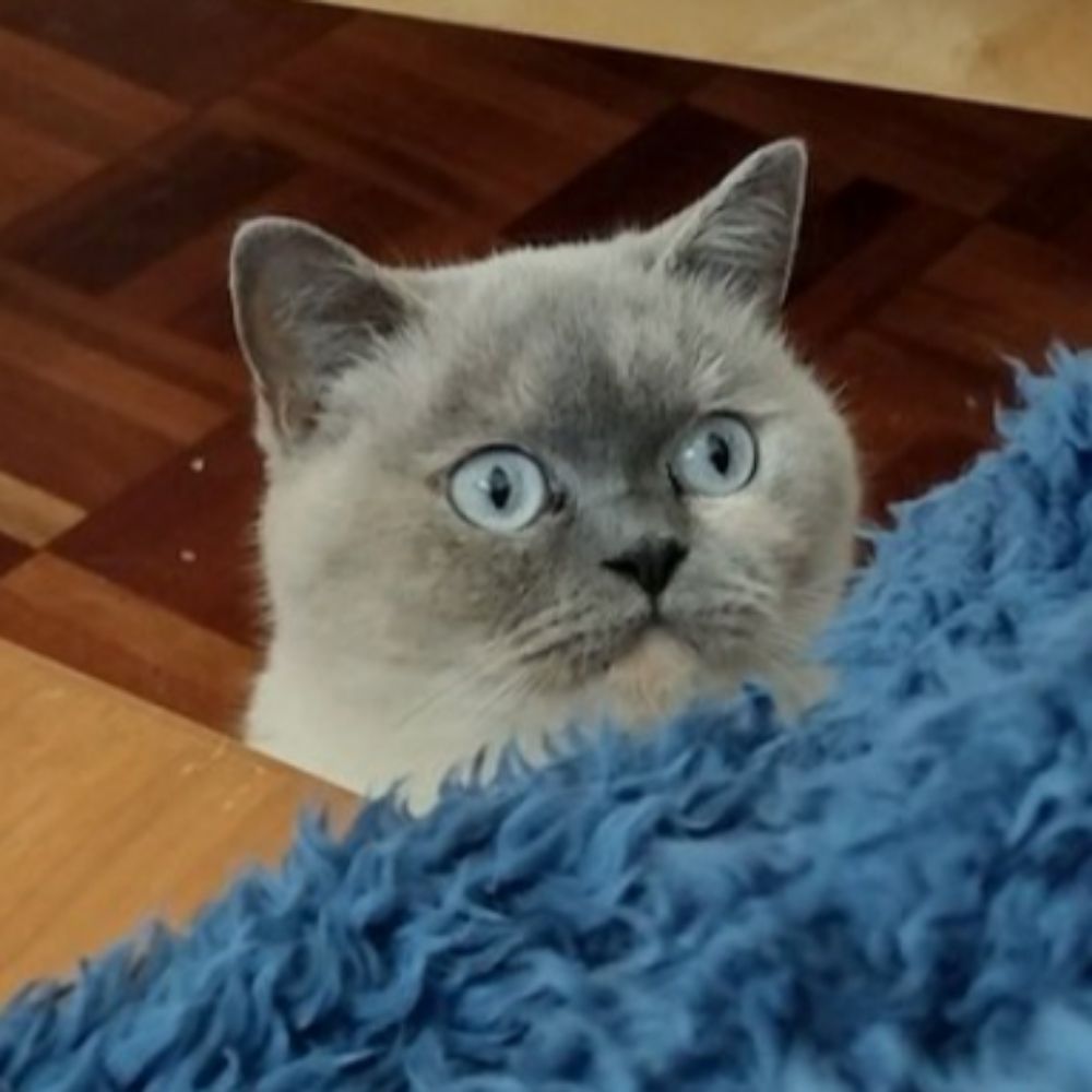 Sal