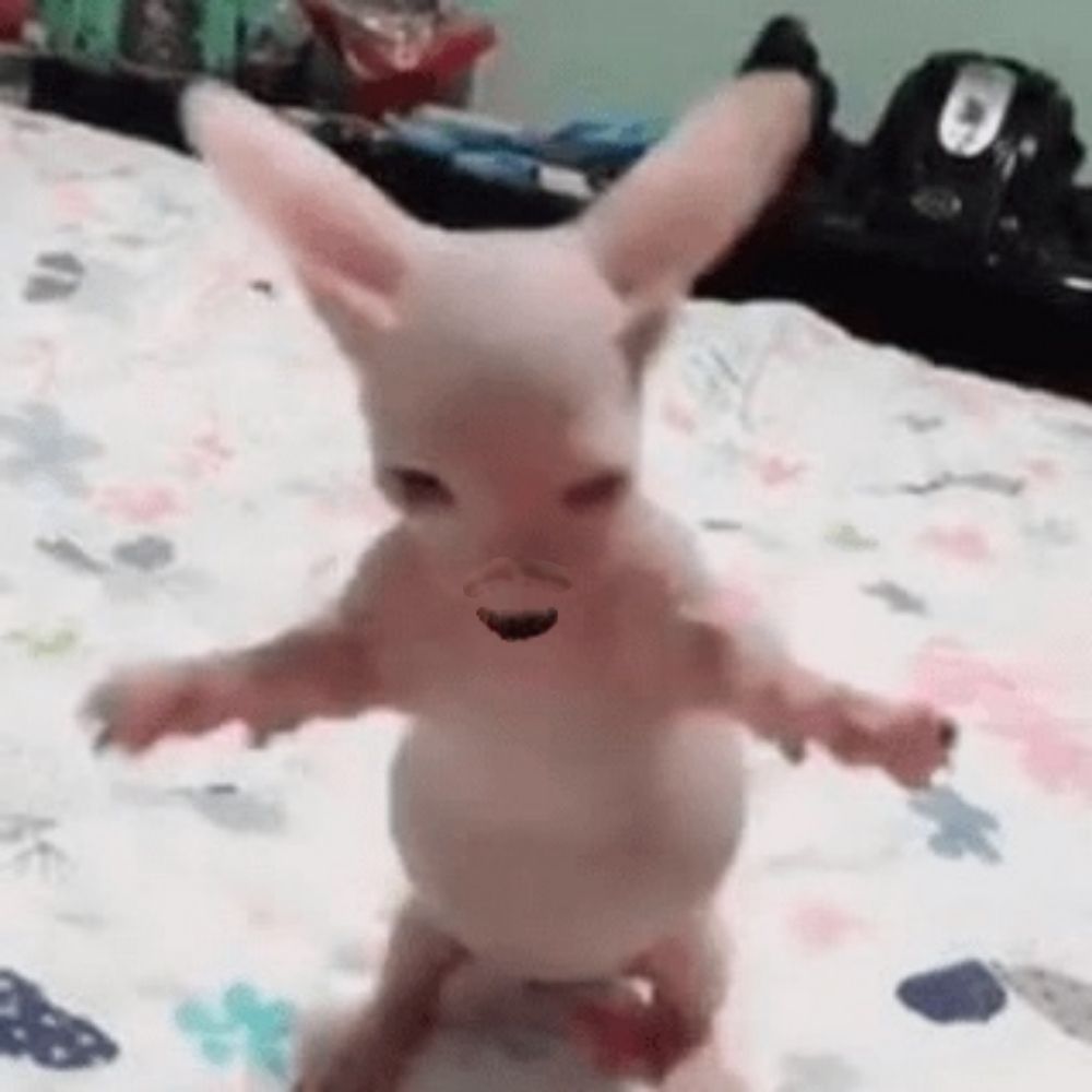 Bingus