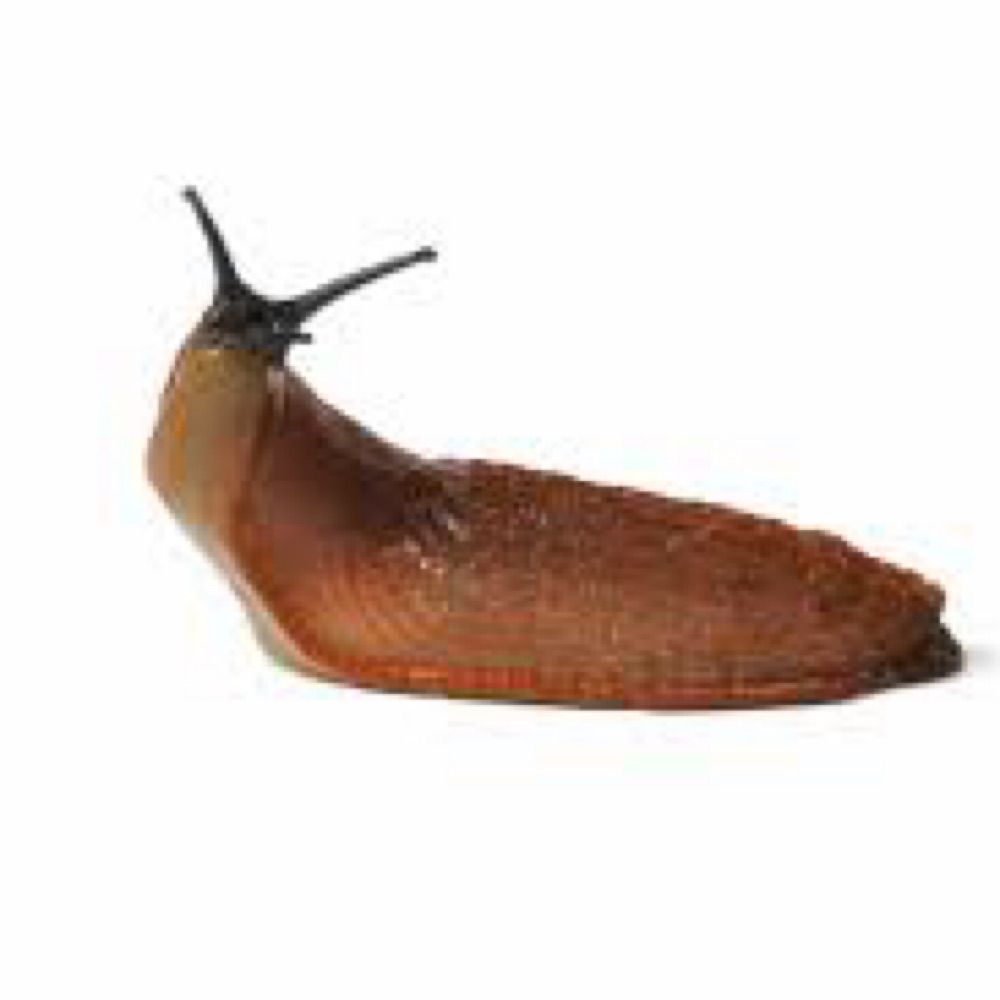 Slug