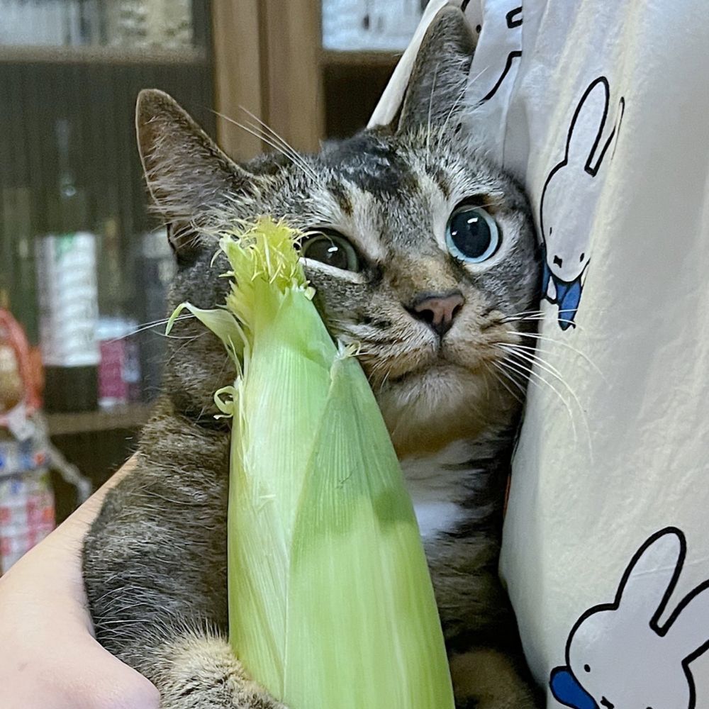 쏘이(aka. 도뉴)