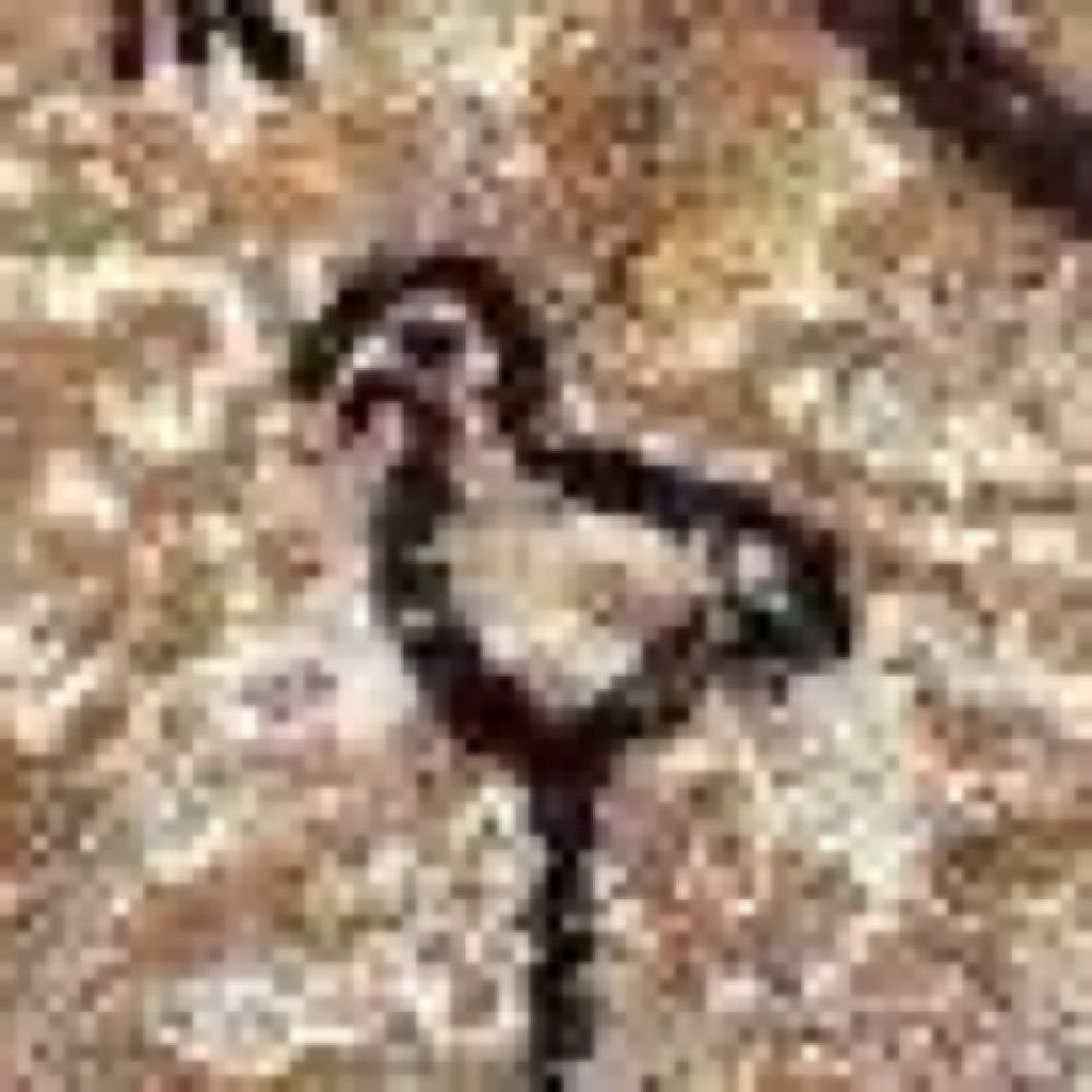 Lascaux Bird