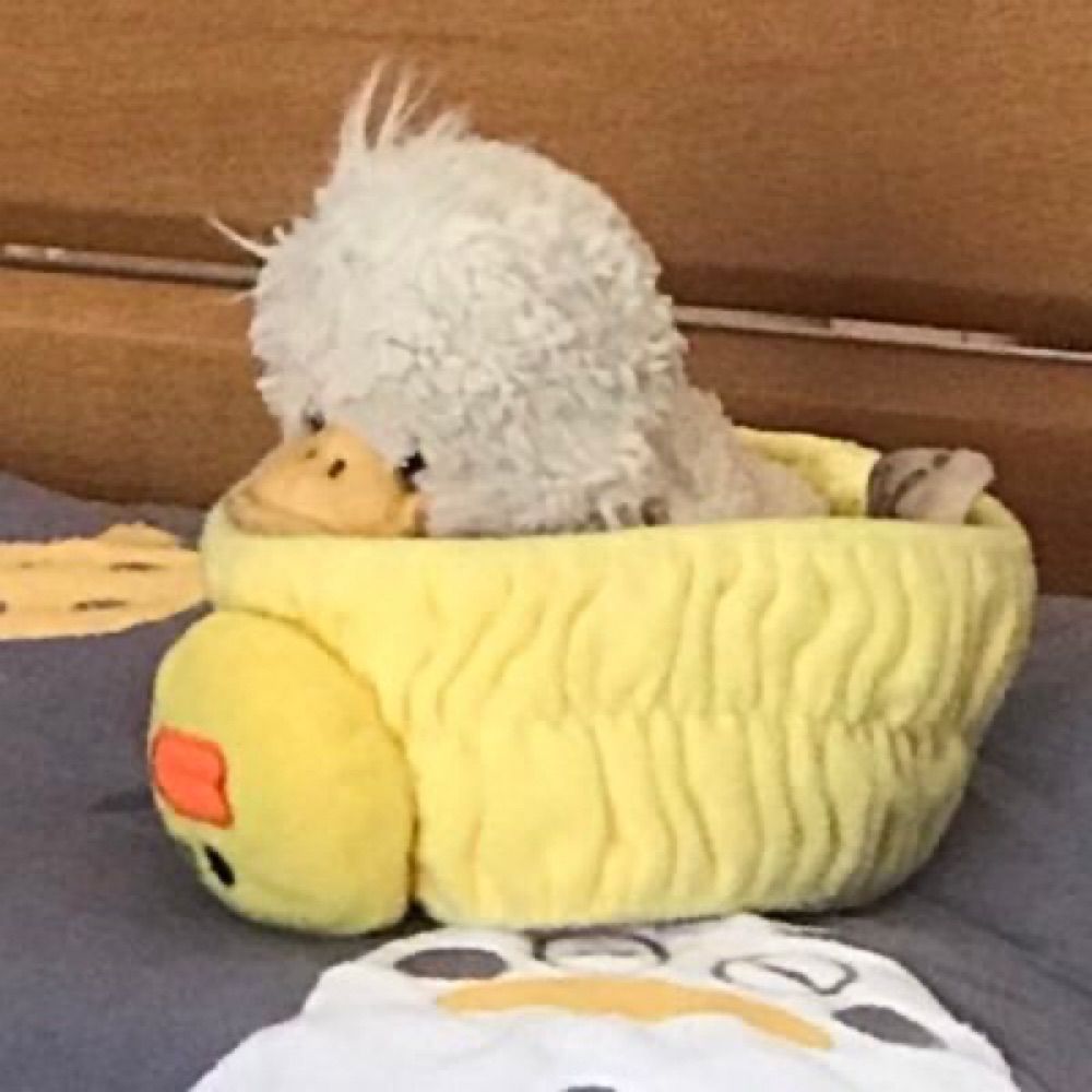 MDUCK23