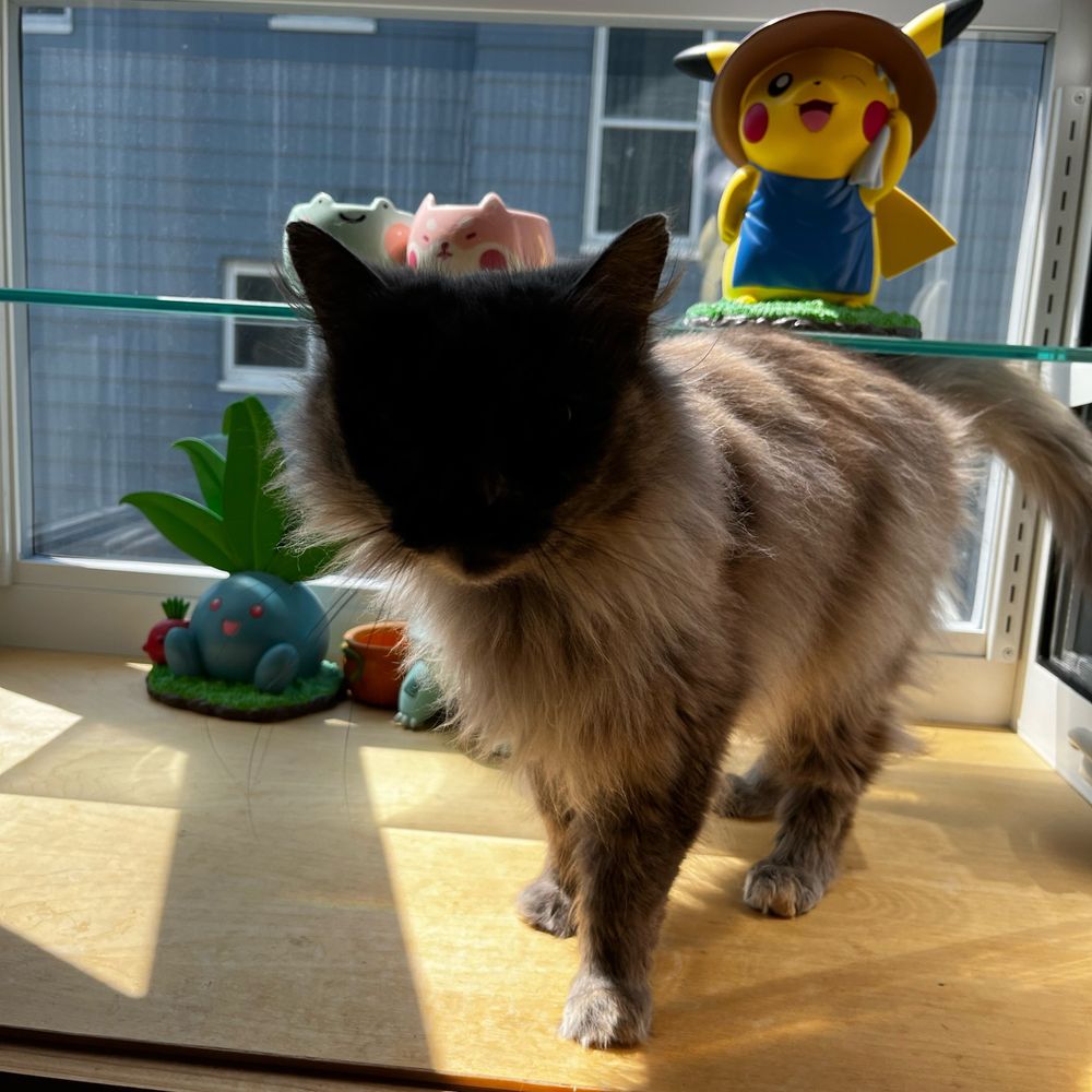 ami