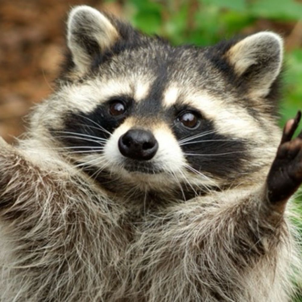 浣熊🦝