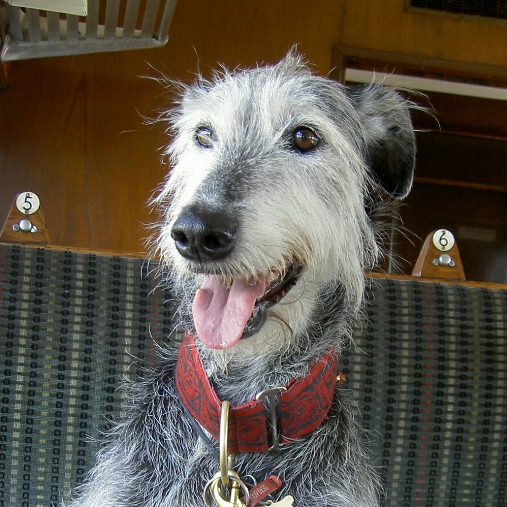 Woofbarkyap