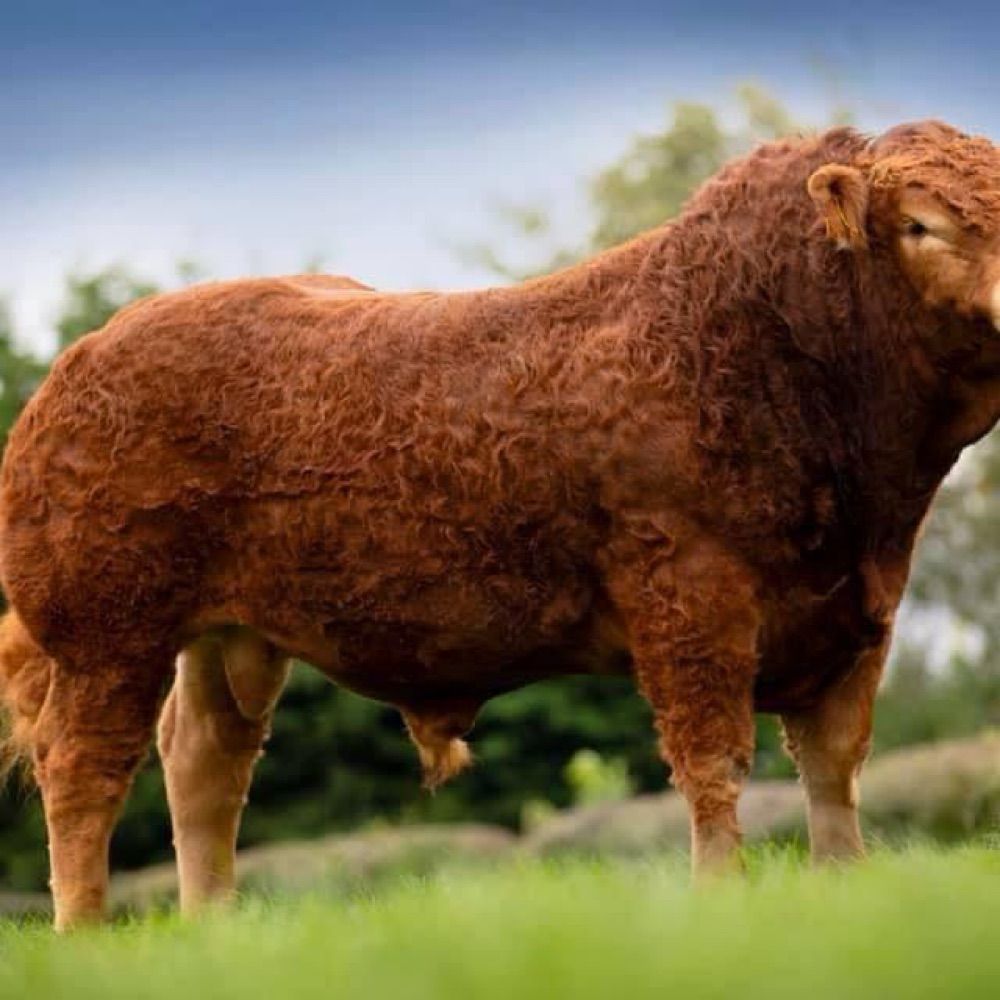 Ramrig  Limousin