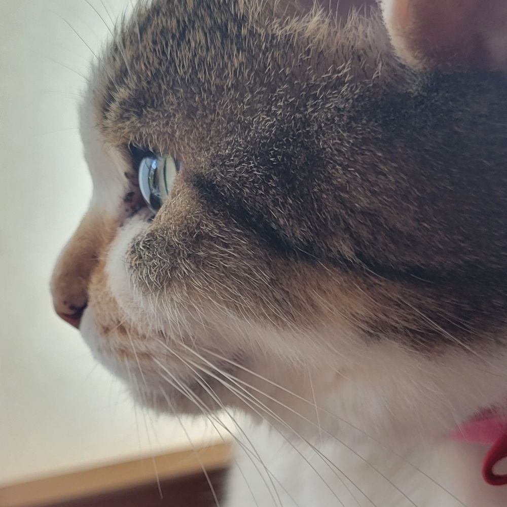 葵