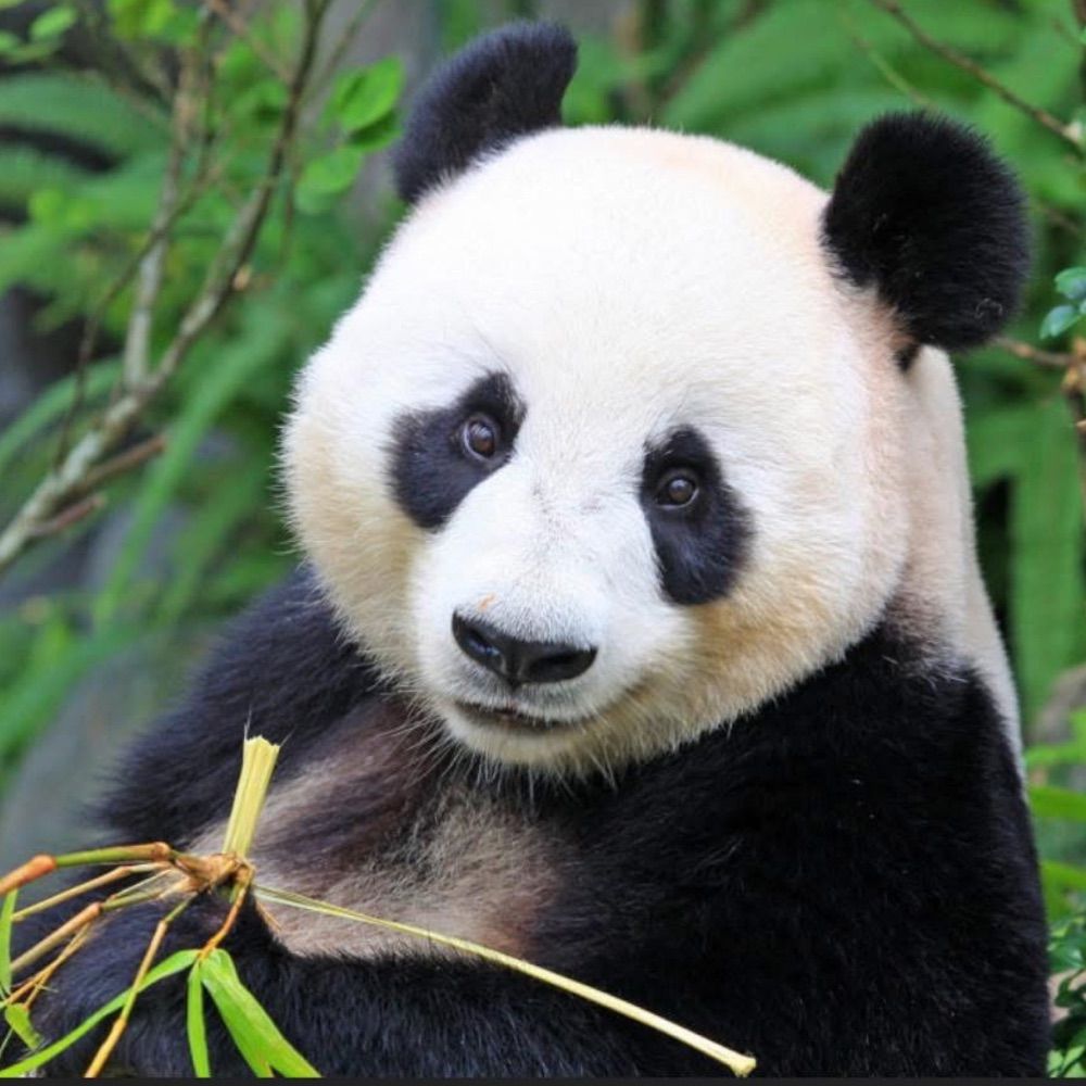 Panda Bear