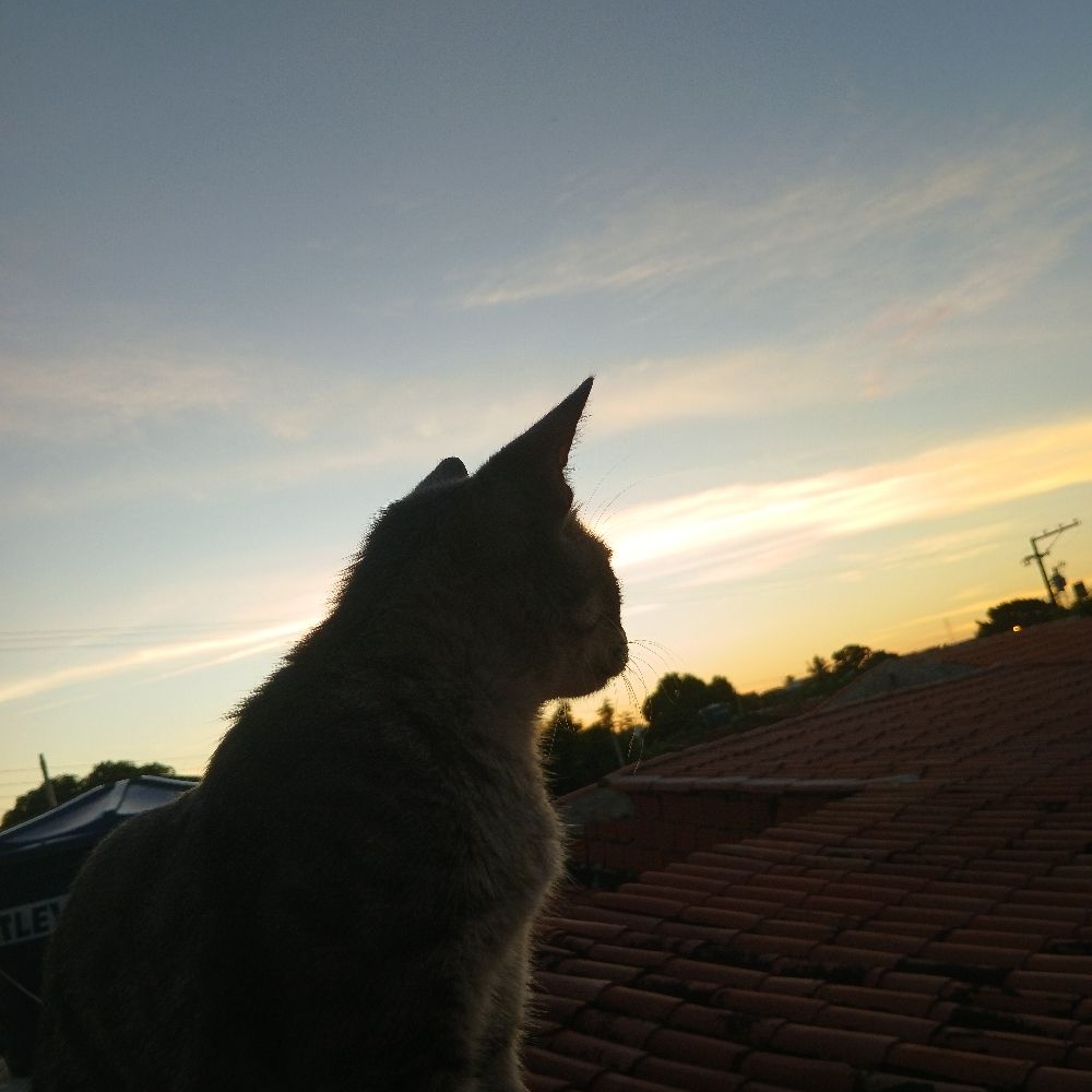 Neto