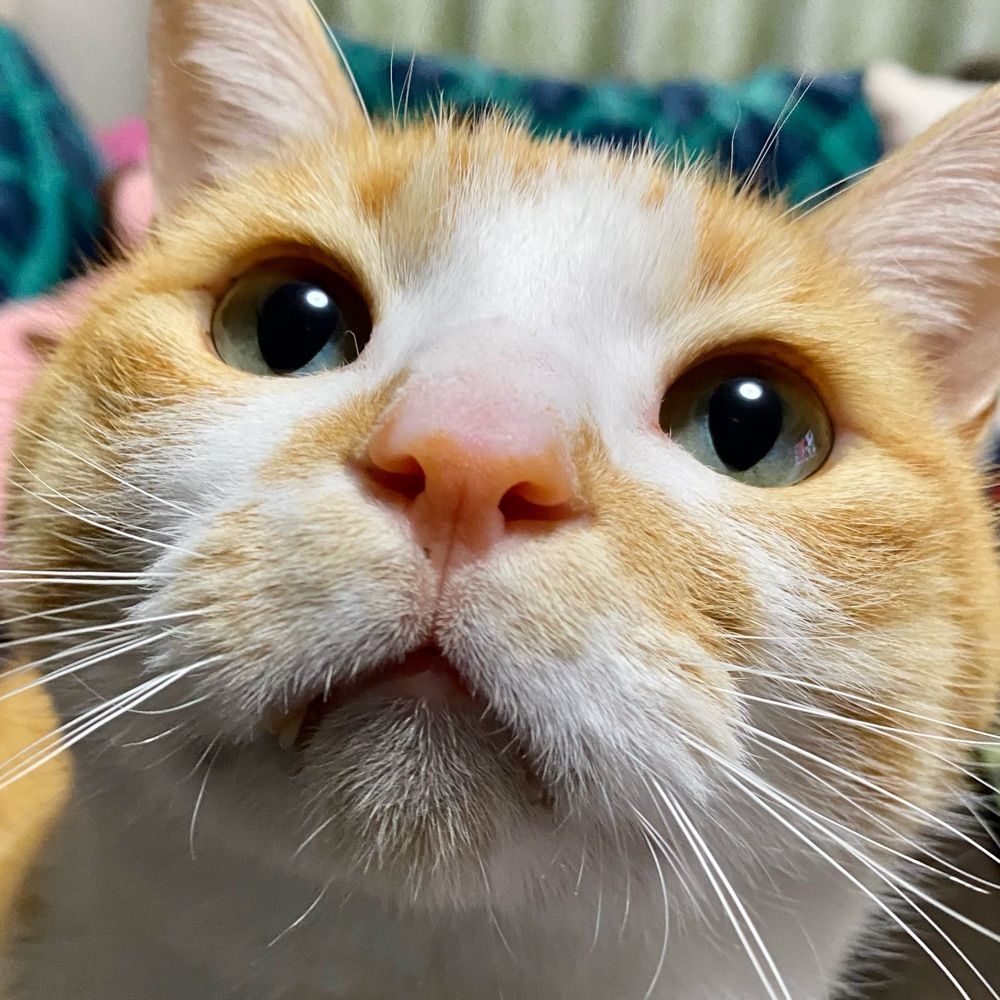 猫爺