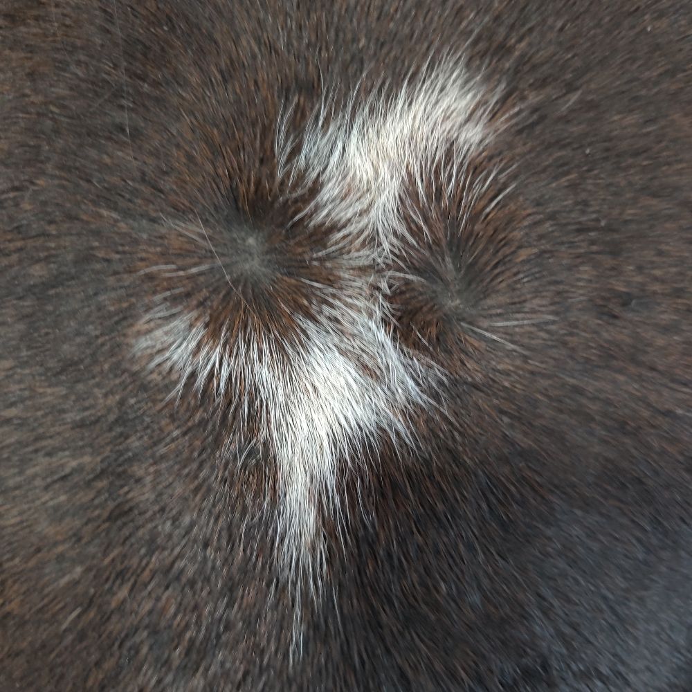 EmberPawprint