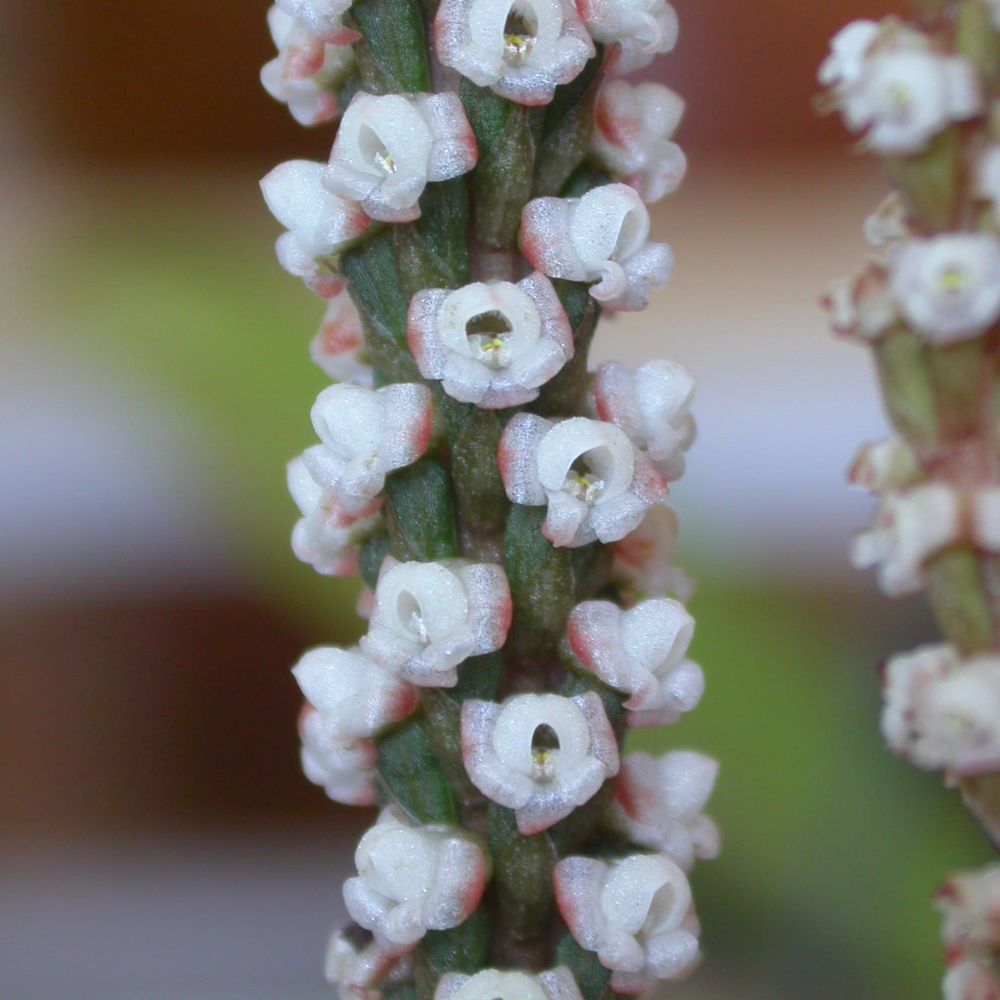 Kew UKOTs