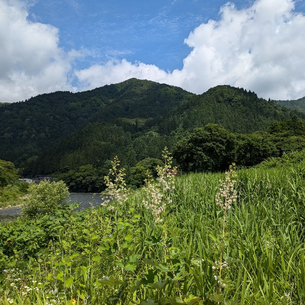 ぴよりん