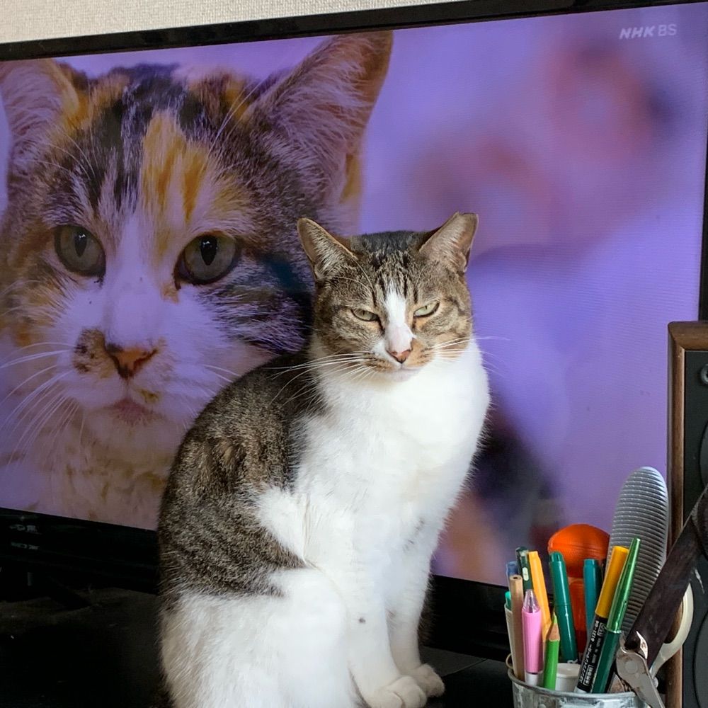 ちぇるしぃ