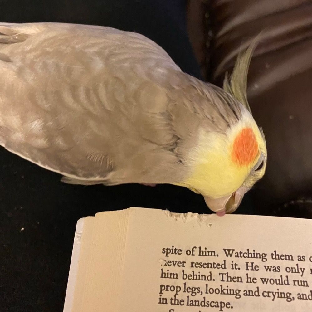 Lori