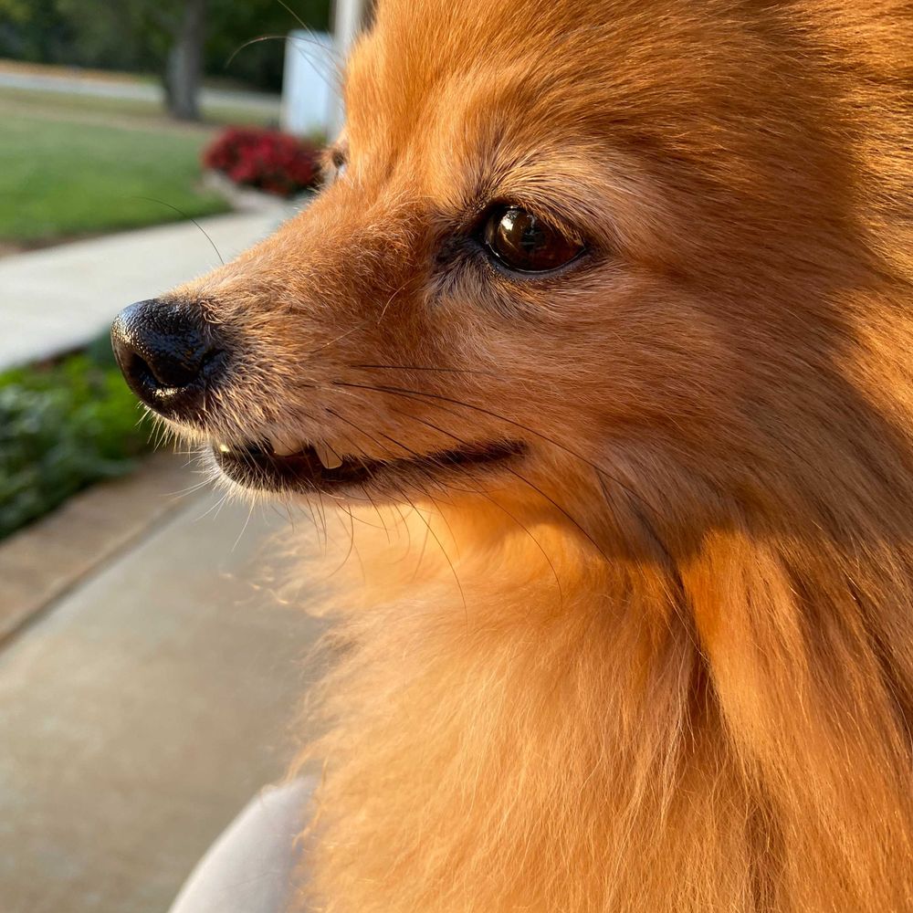 Kaz