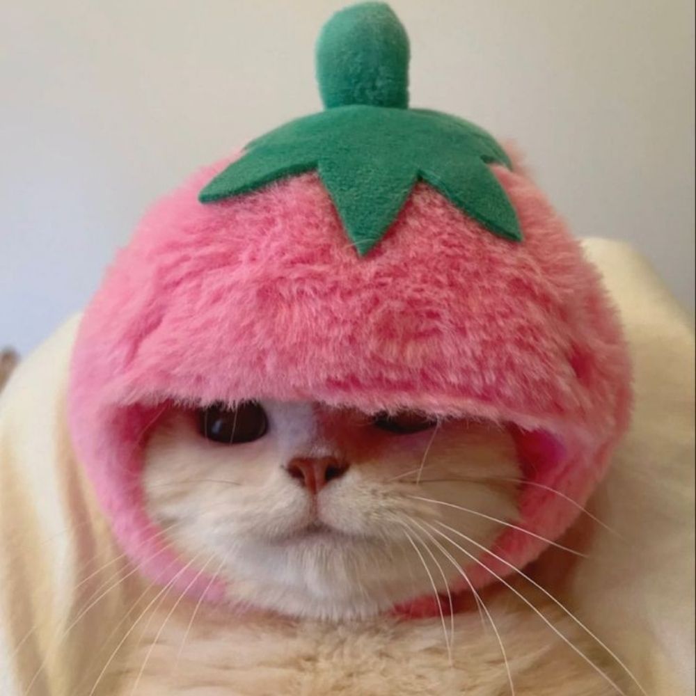 𝒫𝑜𝓂𝓅𝑜𝓂 <𝟥