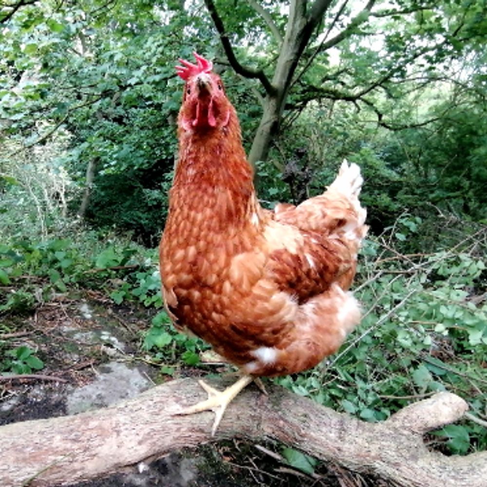 Backyard hens