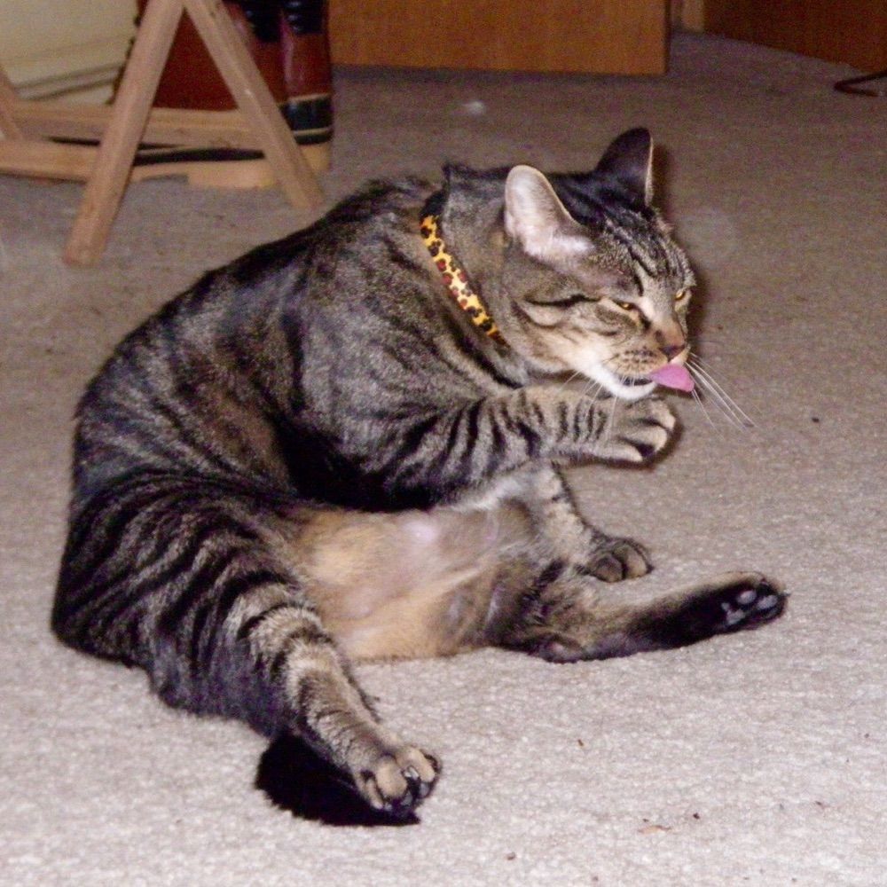 Georgethecat