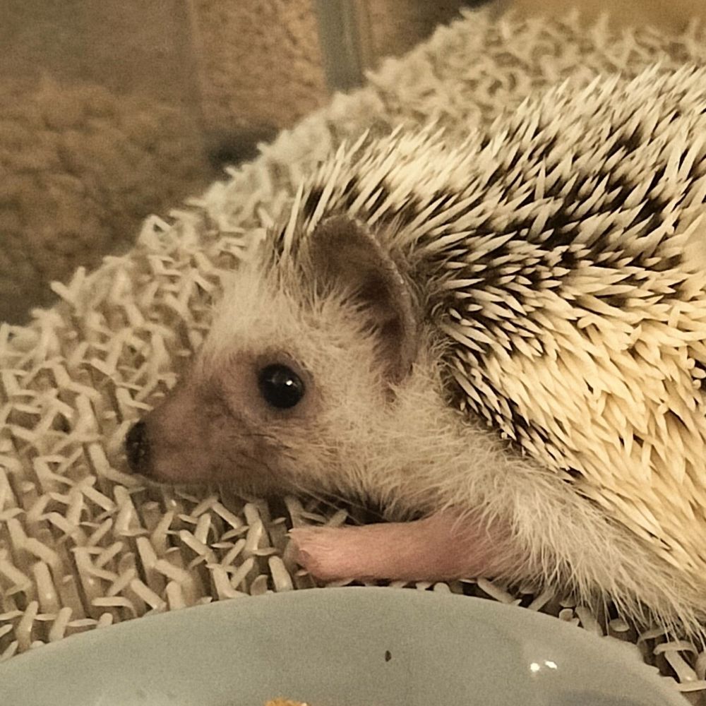 ナマコバーガー