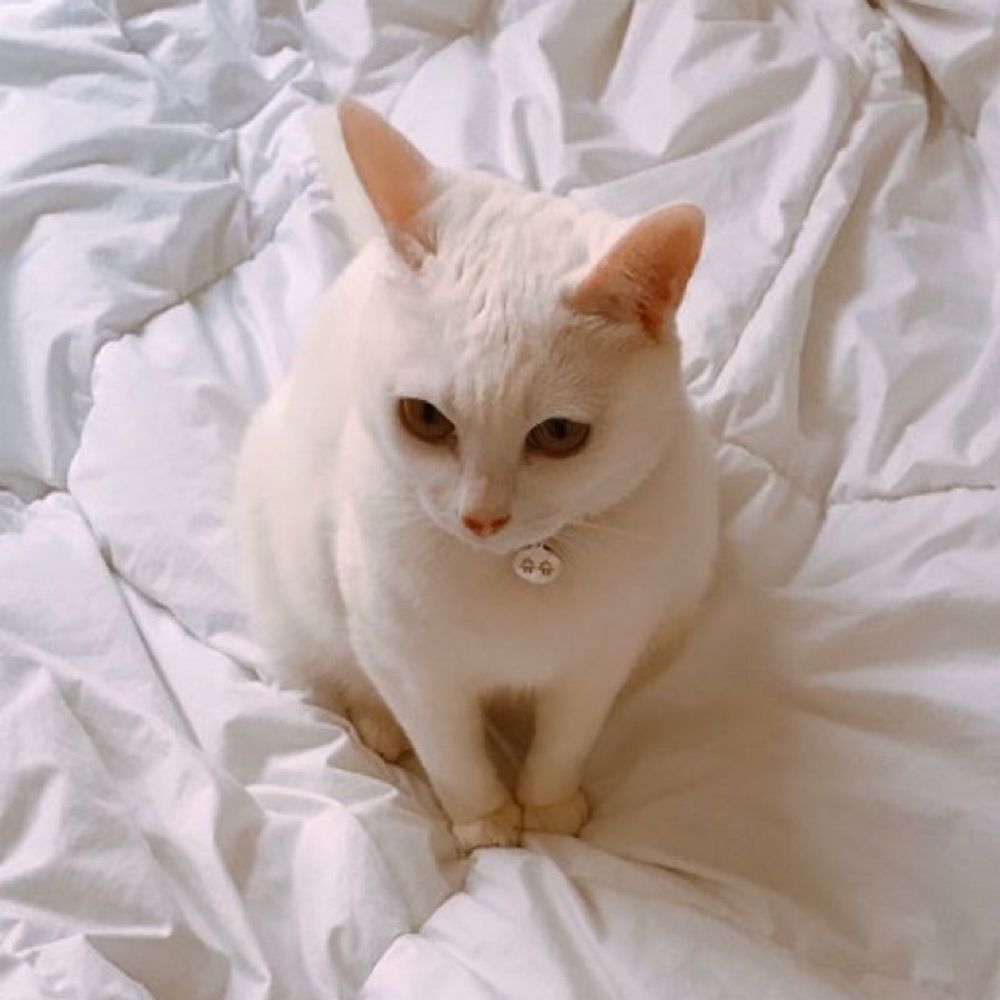 귤곰