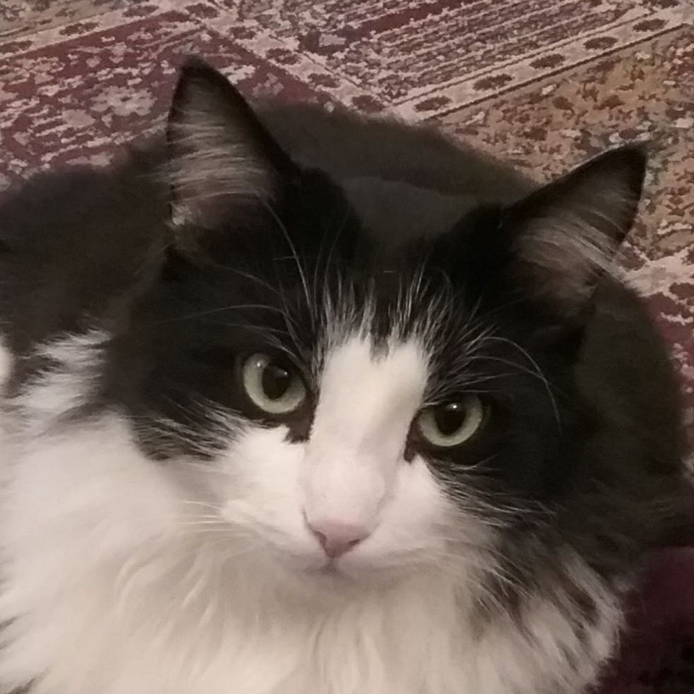 Michigoose