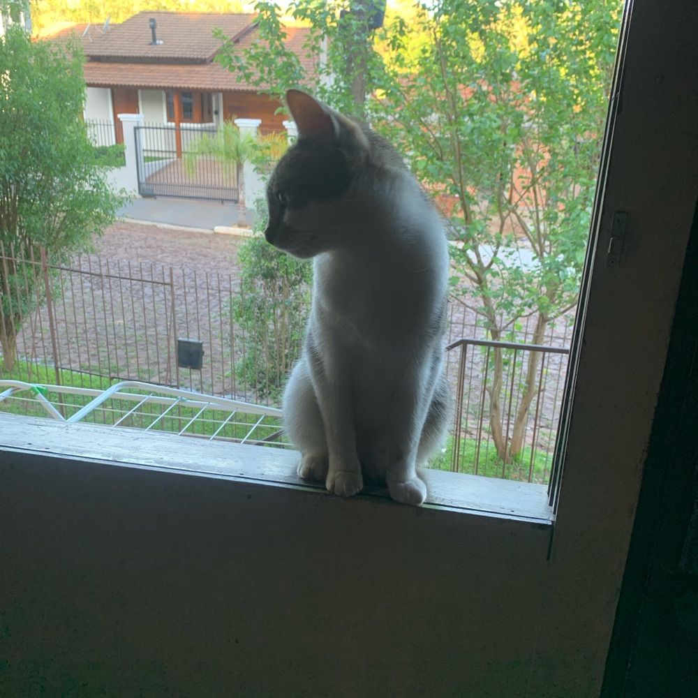 -ˏ` Manu