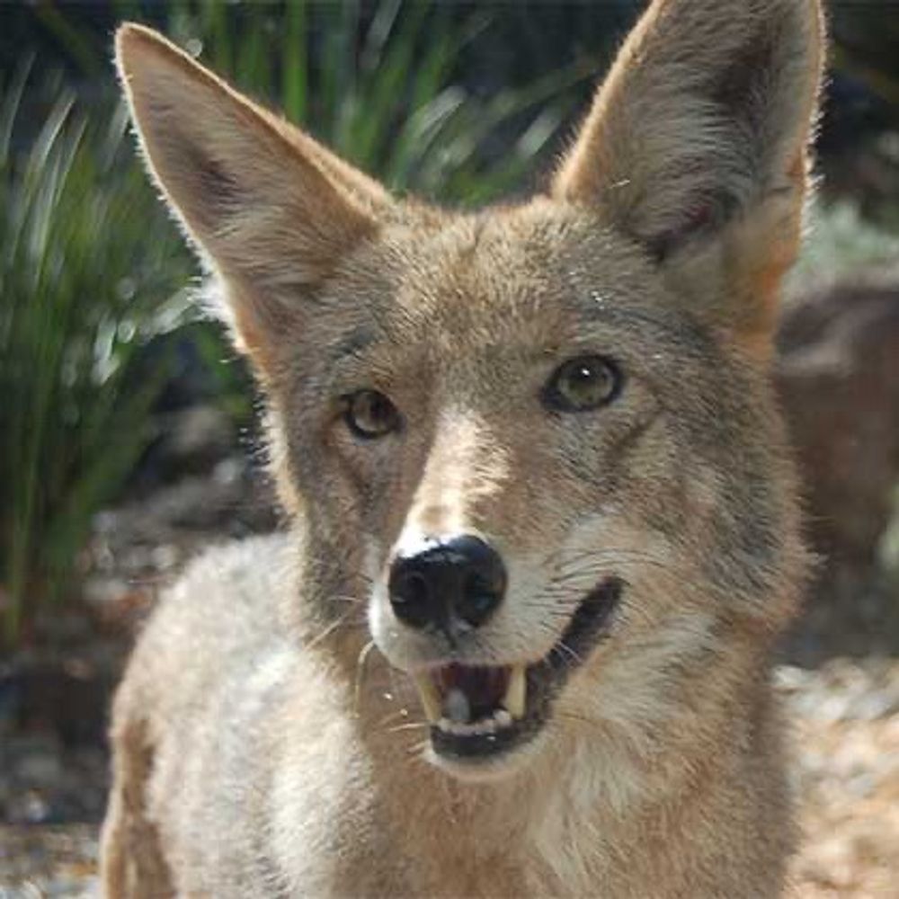 Canidae