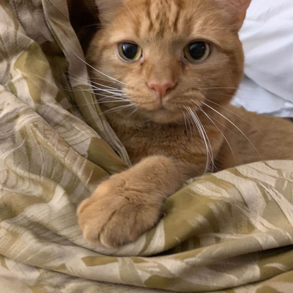 Arya