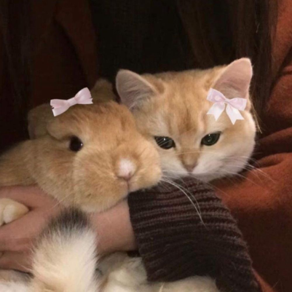 瓷