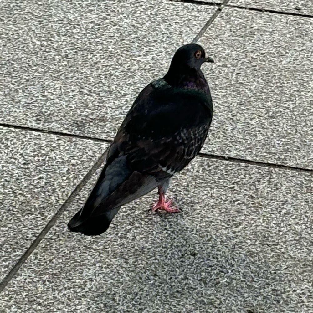 のあさん