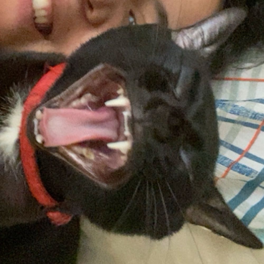 xai 