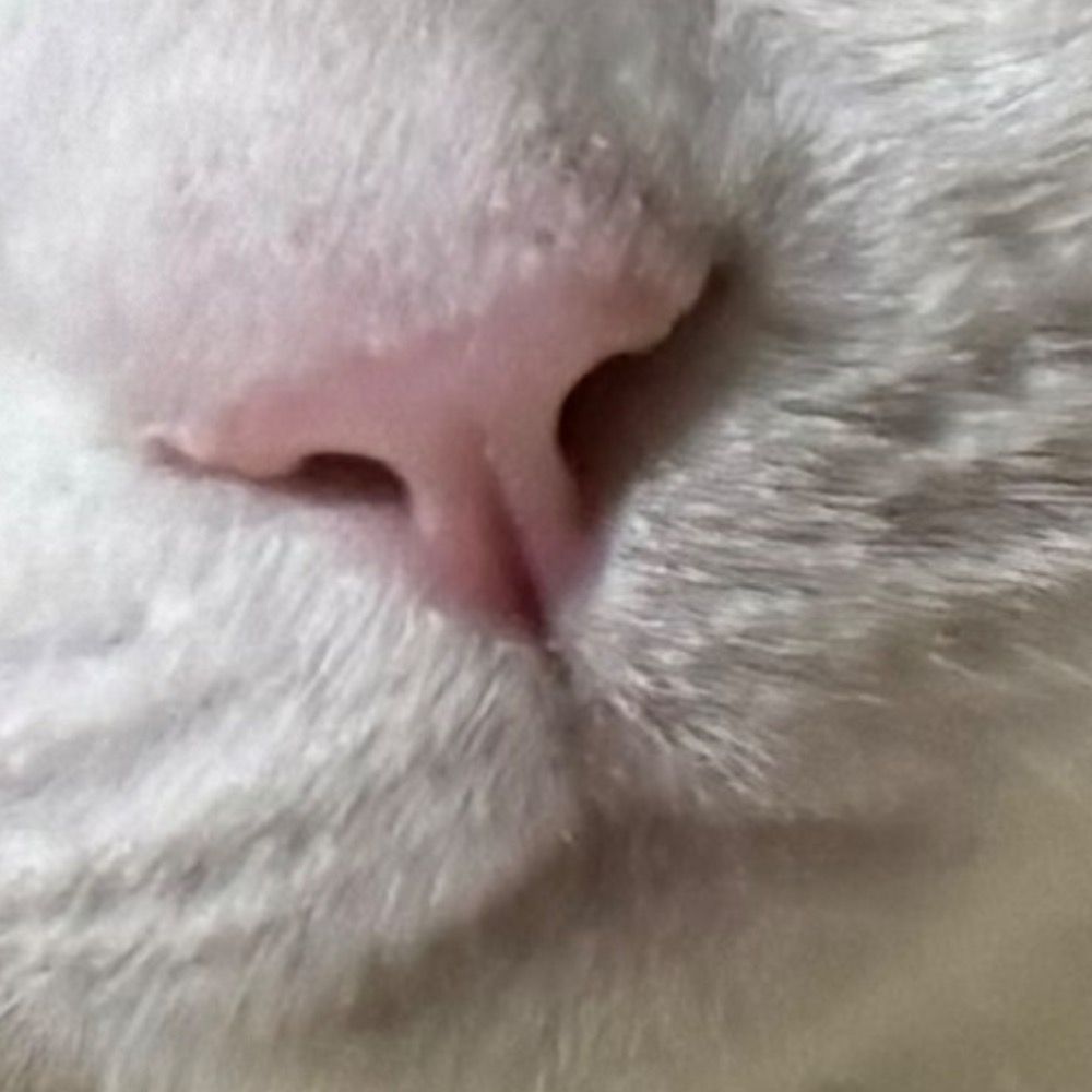鰆